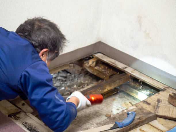 Best Mold Testing  in Wellington, TX