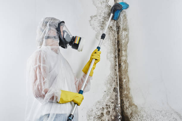 Best Mold Testing  in Wellington, TX