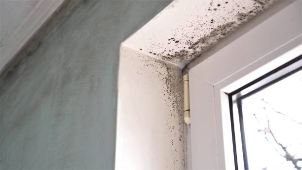 Best Mold Removal Company Near Me  in Wellington, TX