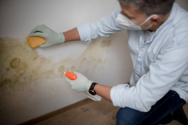 Best Attic Mold Removal  in Wellington, TX