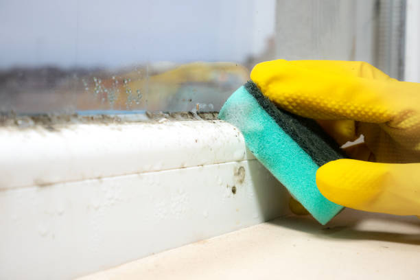 Trusted Wellington, TX Mold Removal Experts