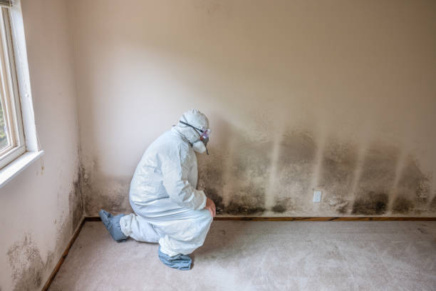 Best Office Mold Removal Services  in Wellington, TX