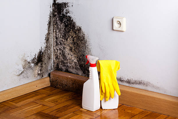 Best Fast Mold Removal  in Wellington, TX