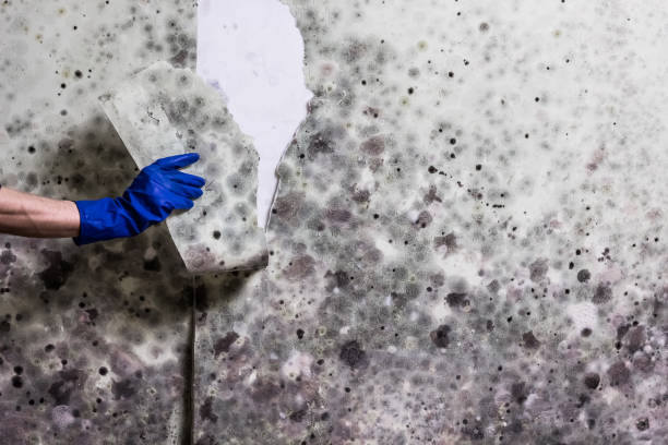 Best Commercial Mold Removal  in Wellington, TX