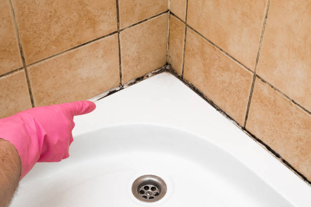 Best Same-Day Mold Removal  in Wellington, TX